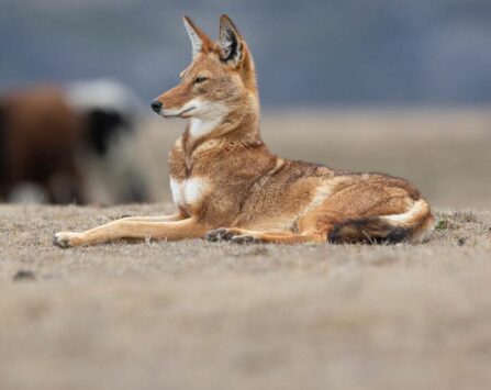 Image programmation Ciné-rencontre 》LE SECRET DU LOUP D'ETHIOPIE