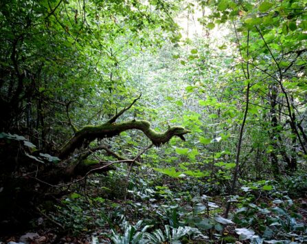 Image programmation Sortie de résidence Cie Pernette 》Murmures