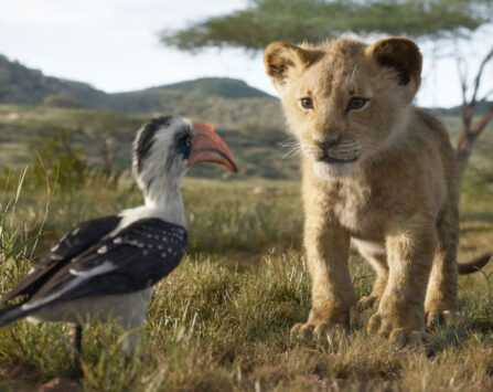 Image programmation Ciné plein air 》LE ROI LION